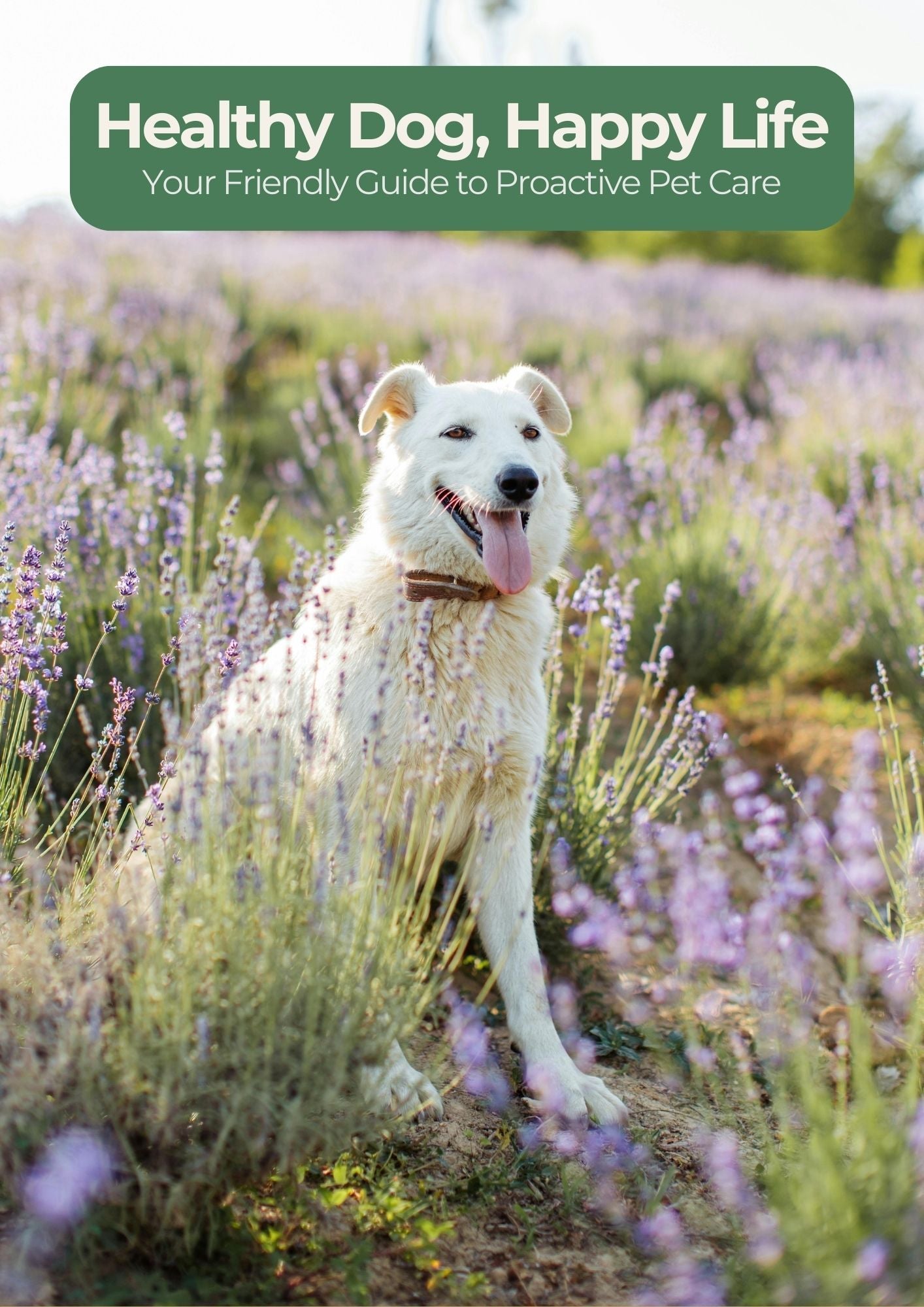 Guides For Dog Owners