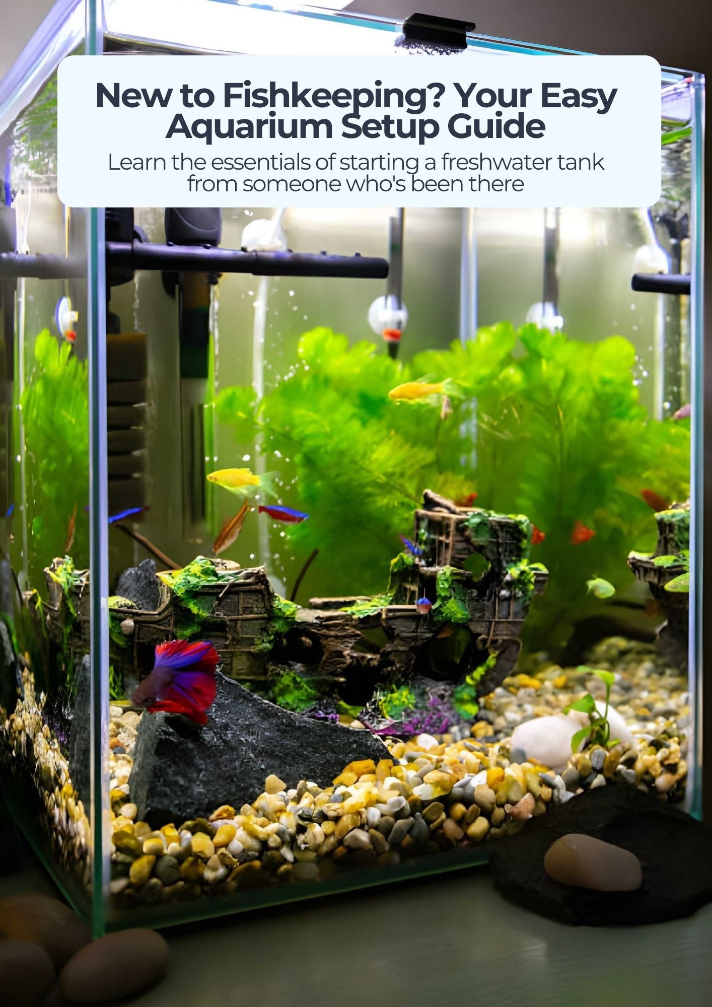 Aquarium with fish and decorations, text overlay about aquarium setup guide